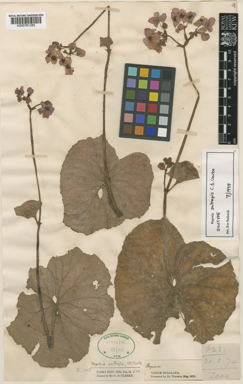 B. satrapis
